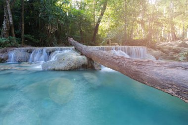 Doğal şelale üzerinde kurumuş ağaç