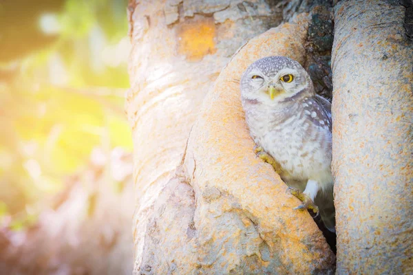Little owl in tree hole