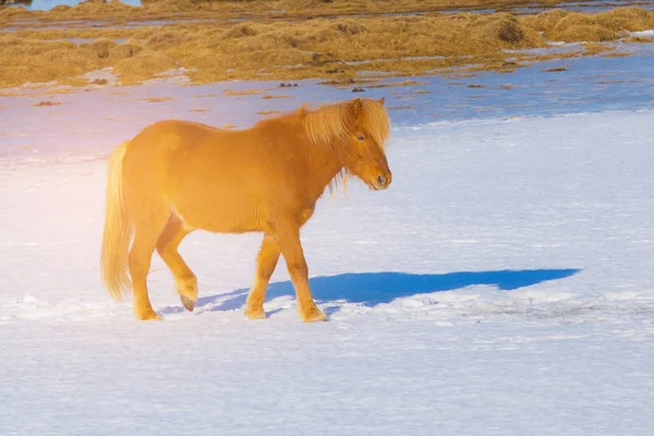 Cavalo islandês na neve, Islândia animal de fazenda — Fotografia de Stock