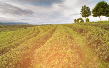 Yeşil çay plantasyon içinde bir satır manzarası