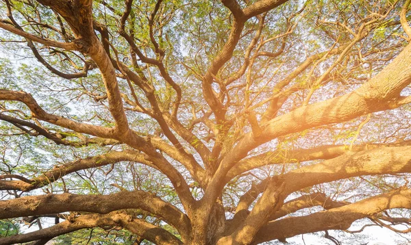 Sob grande galho de árvore gigante contra a luz do sol — Fotografia de Stock