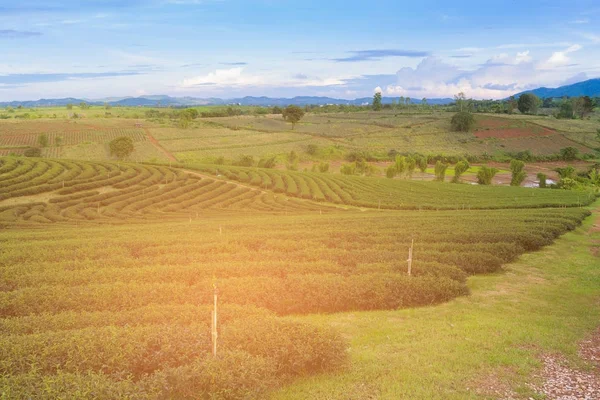 Haute plantation de thé vert des terres sur la pente des terres — Photo