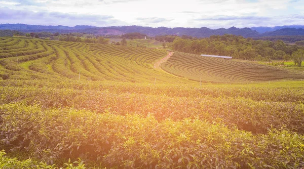 Haute colline plantation de thé vert avec horizon de montagne — Photo