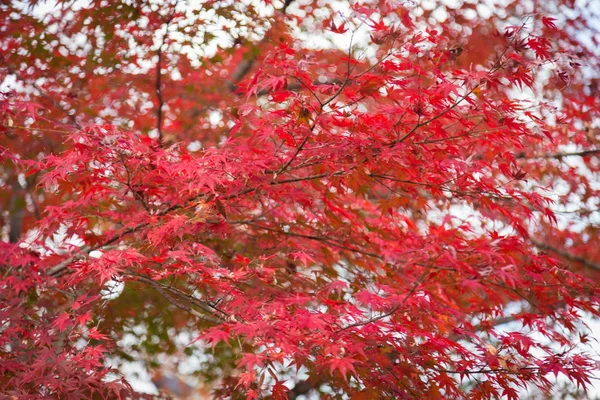 Rött lönnlöv på trädet under höstsäsongen — Stockfoto