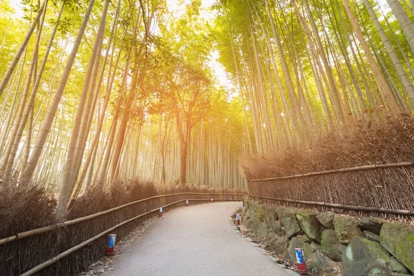 Floresta de bambu e caminho a pé — Fotografia de Stock