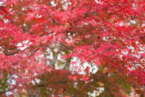 Roter Ahorn auf dem Baum — Stockfoto