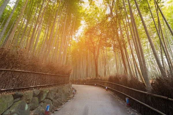 Floresta tropical de bambu com caminho a pé — Fotografia de Stock