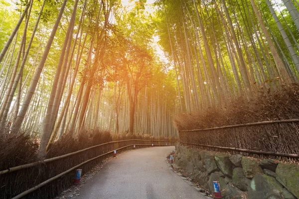 Floresta Tropical Bambu Com Caminho Kyoto Japan — Fotografia de Stock