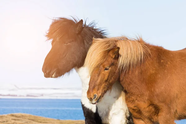 农场小马与冬天泻湖 冰岛马动物 — 图库照片