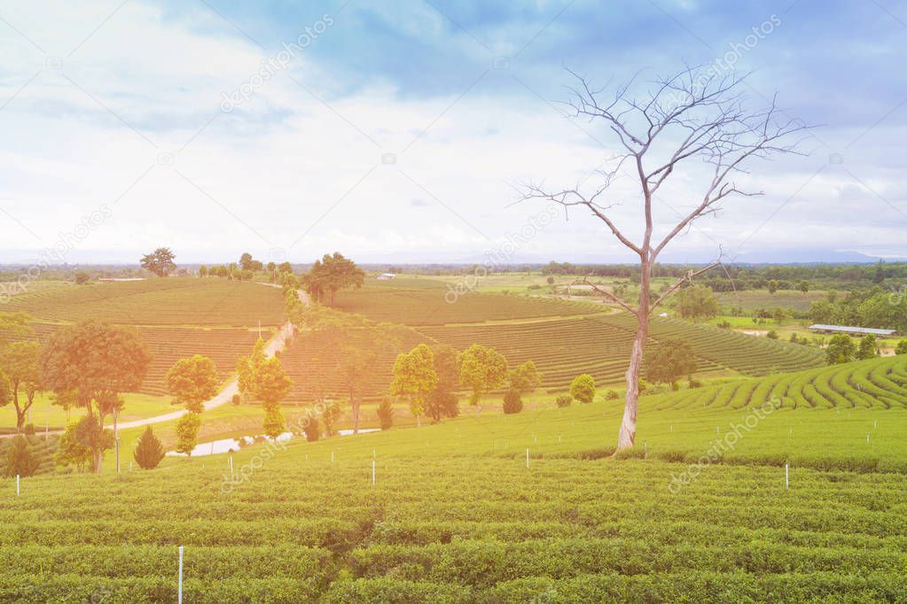 Green tea field over mountain high hill, natural landscape background