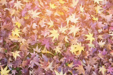 Arka plan, doğal Sonbahar sezonu arka plan düşmüş akçaağaç yaprakları