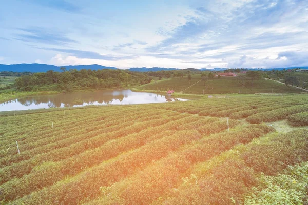 Plantation Thé Vert Sur Les Hauts Plateaux Nord Thaïlande Paysage — Photo