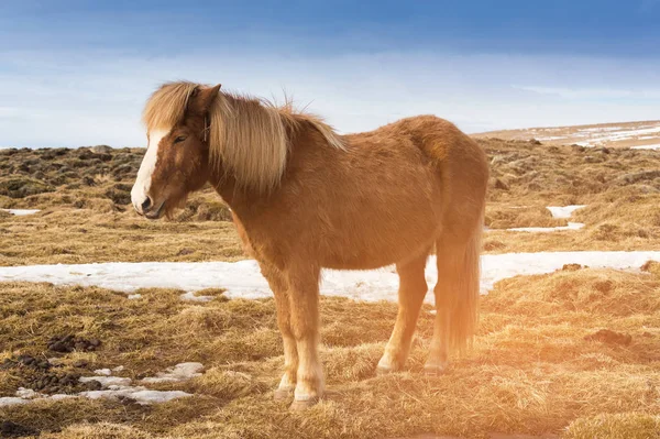 Stoisko Koń Islandzkiej Stanowisko Przez Suche Szkło Fram Zwierząt — Zdjęcie stockowe