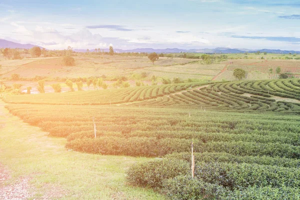 Grüne Teeplantage Auf Hohem Hügel Natürliche Landschaft Hintergrund — Stockfoto