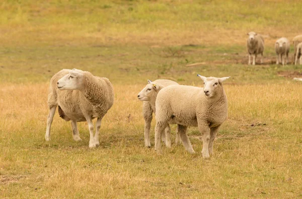 Фермерские Овцы Над Травяным Полем Шерстяные Животные Фермы Природный Ландшафт — стоковое фото