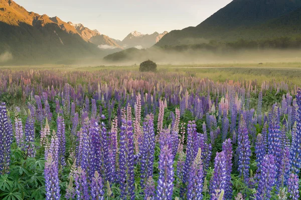 New Zealand lupine flower field with mountain background, natural landscape background