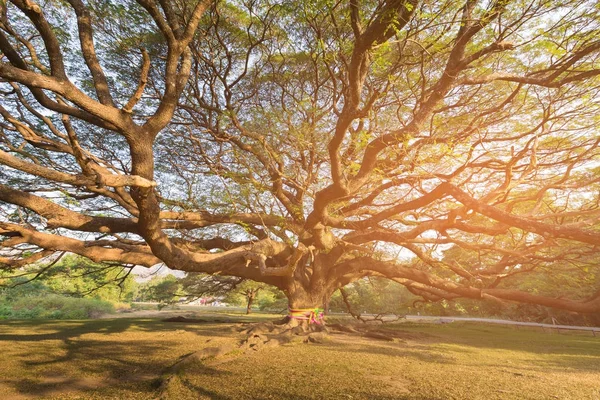 Unter Einem Riesigen Baum Mit Sonnenlichteffekt Natürlicher Landschaftshintergrund — Stockfoto
