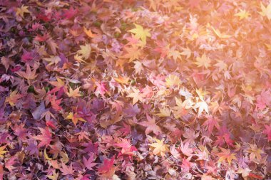 Akçaağaç yaprakları yere düşmüş, sonbahar sezon doğal peyzaj