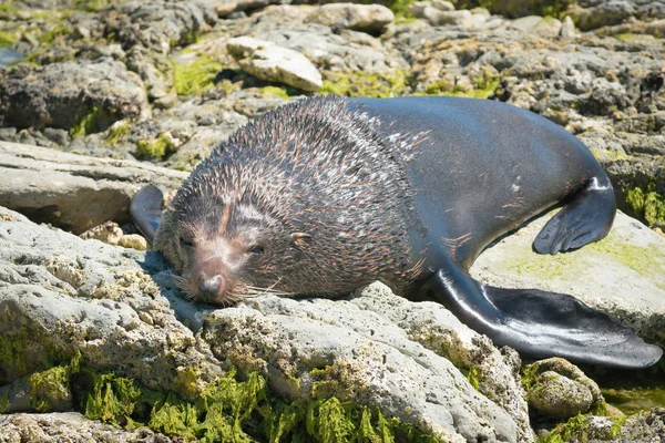 A Seal sleeping on the beach, Kaikoura South Island New Zealand