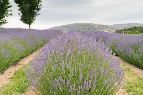 Vackra Full Blom Lavendel Fält Naturliga Landskap Bakgrund — Stockfoto
