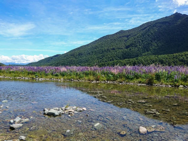 Lupin Bloesem Natuurlijke Gebied Met Water Weg Reflectie Met Berg — Stockfoto
