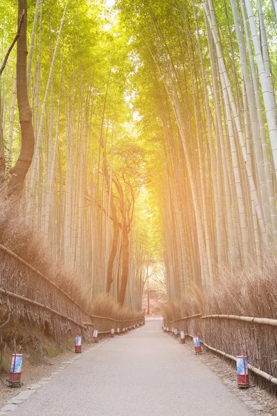 Forest Park Kyoto Japonya Doğal Peyzaj Arka Plan Bambu Bahçe — Stok fotoğraf