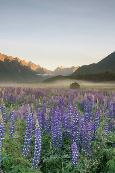 Flor Lupin Roxo Natural Com Fundo Cook Fundo Paisagem Natural — Fotografia de Stock