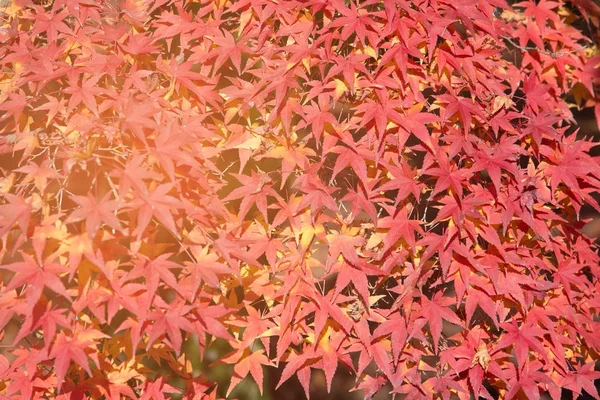 Rotes Ahornblatt Auf Baum Herbstsaison Natürlicher Hintergrund — Stockfoto