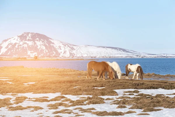 冰岛马在蓝色湖和山背景 爱尔兰自然风景背景 — 图库照片