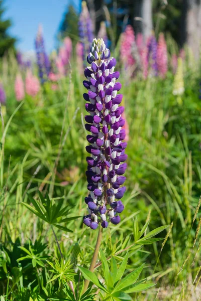 Stäng Upp Lila Lupin Blossom Nya Zeeland Försommaren Naturliga Bakgrund — Stockfoto