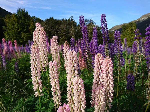 Hermosa Flora Del Altramuz Prado Flor Natural Fondo Nueva Zelanda —  Fotos de Stock