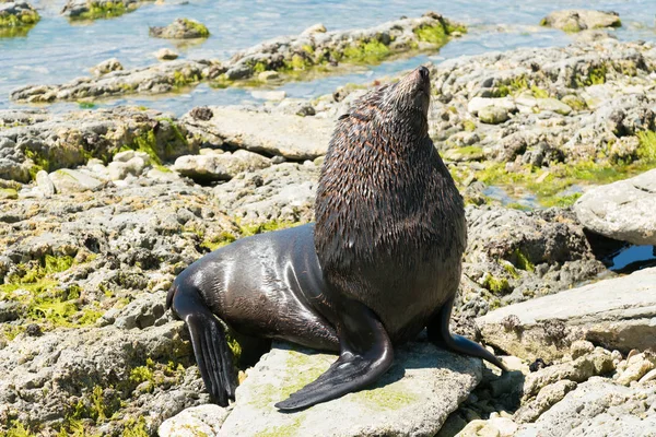 Sleeping Fur Seal on the rock, Kaikoura Beach New Zealand