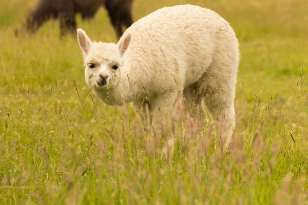 Alpaca Bebê Branco Vidro Verde Animal Fazenda — Fotografia de Stock