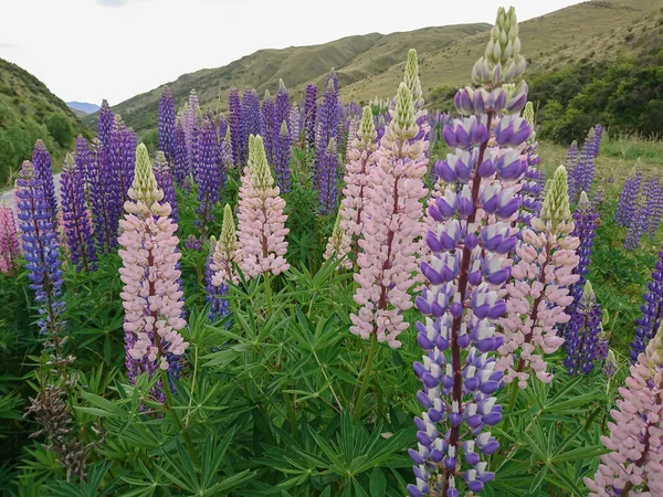 Lupin Blossom Purple Pink Colour New Zealand Natural Landscape — Stock Photo, Image