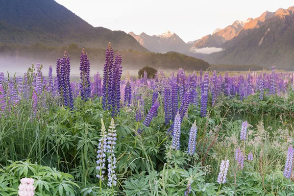 Lupin flower full boom morning seen with mountain background, New Zealand natural landscape background