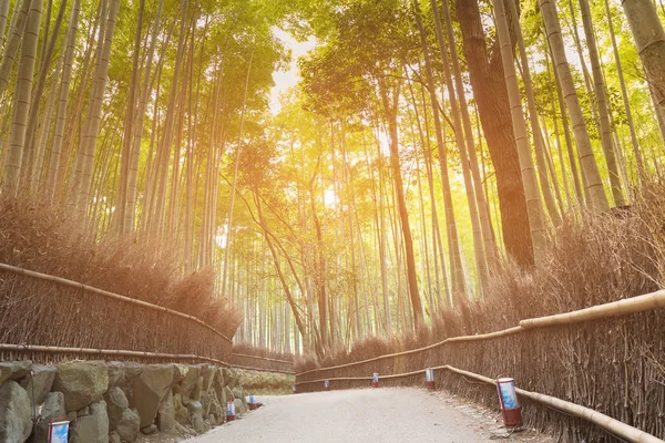 かくして日本は嵐山を歩いて京都竹の林 — ストック写真