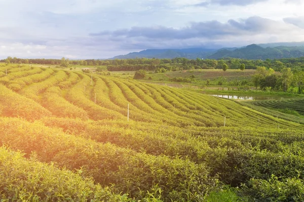 Plantation Thé Sur Haute Pente Colline Skyline Fond Naturel Paysage — Photo