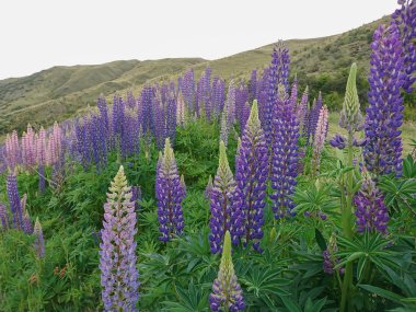 Dağ yamacı yüksekliği hill lupins çiçek arka plan ile