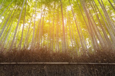 Bambu orman güneş açık renkli, doğal peyzaj ile duvarın arkasında 