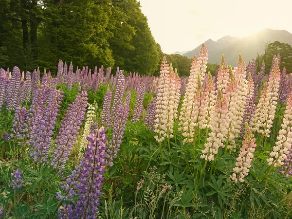 Flor Lupin Florescendo Campo Flor Tremoço Com Fundo Efeito Luz — Fotografia de Stock