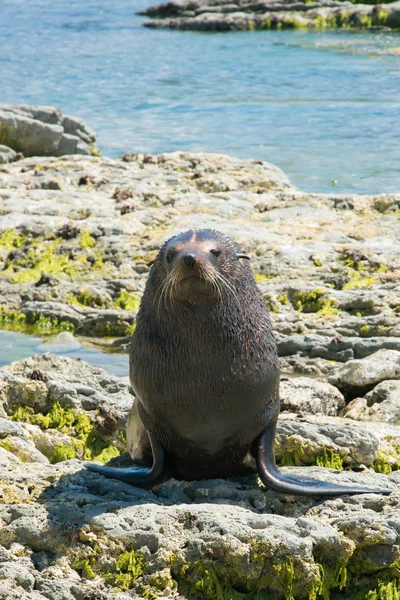 Natural Seal on sea coast, New Zealand natural marine life background