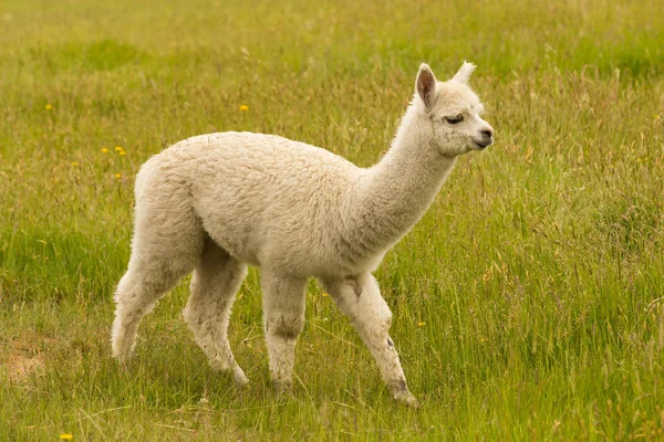Sehr Niedliches Baby Alpaka Mit Grünem Glas Auf Gemahlenem Nutztier — Stockfoto