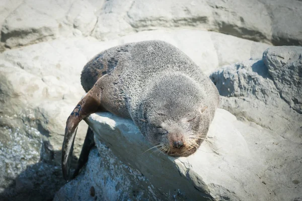 Fur seal sleeping on the rock Kaikoura beach New Zealand