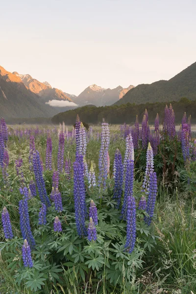 Lupine full bloom purple colour with mountain background, New Zealand landscape background