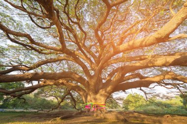 Gadren güneş ışığı, doğal arka plan ile büyük ağaç