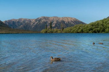 Dağ gölü Pearson Arthur's pass ördek, Milli Parkı Yeni Zelanda Güney Adası