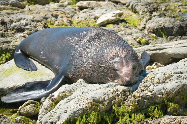 Sleepy Fur Seal Beach Kaikoura New Zealand — Stock Photo, Image