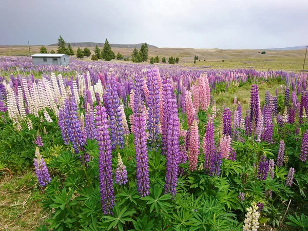 Bela Flor Tremoço Natural Colina Nova Zelândia Paisagem Natural Fundo — Fotografia de Stock