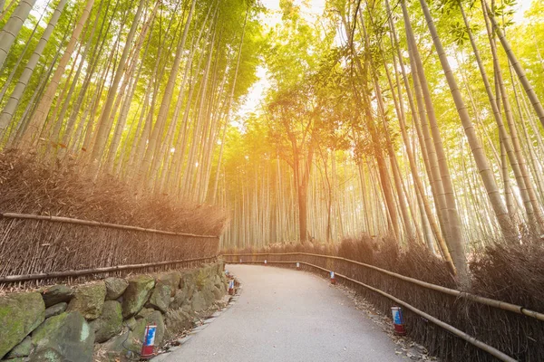Selva Bambú Con Camino Pie Kyoto Japón Paisaje Jardín Natural —  Fotos de Stock