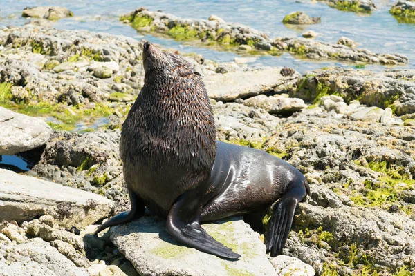 A Fur Seal sleeping on the rock, Kaikoura beach South Island New Zealand